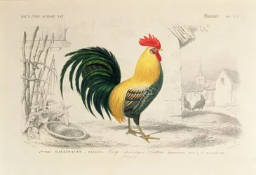 Haushahn, Illustration aus dem „Universalwörterbuch der Naturgeschichte“ von Charles d